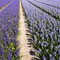 hyacinten_blauw_bollen
