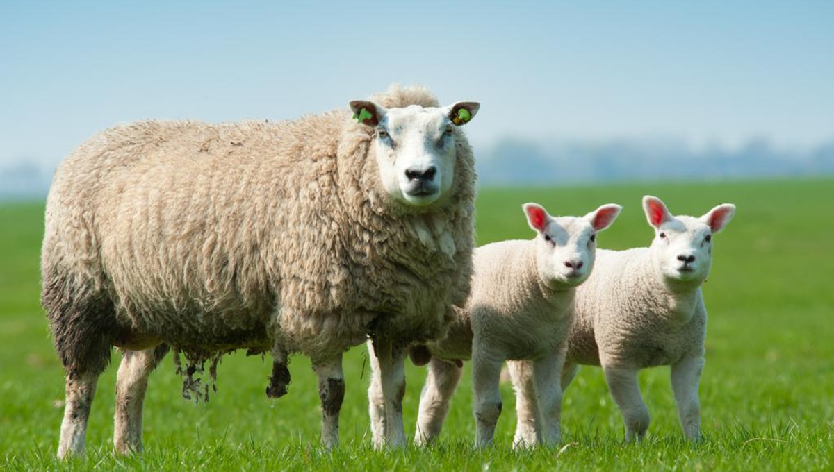 Wandelen heuvelland vakantie voorjaar van der valk 