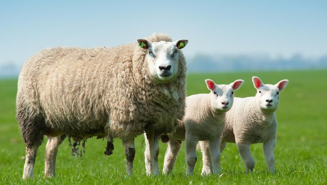 Wandelen heuvelland vakantie voorjaar van der valk 